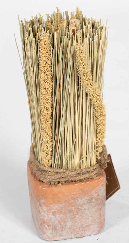 Corn Dried Grass Bouquet in Terracotta Pot S-FL1141-G