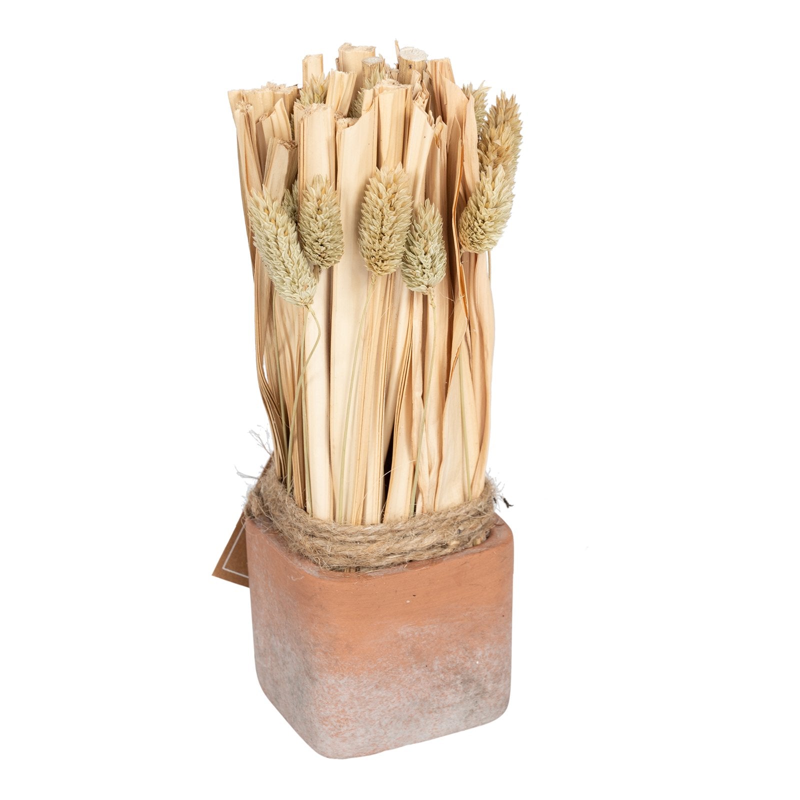 Fox Tail Dried Grass Bouquet in Terracotta Pot - Large S-FL1142-S