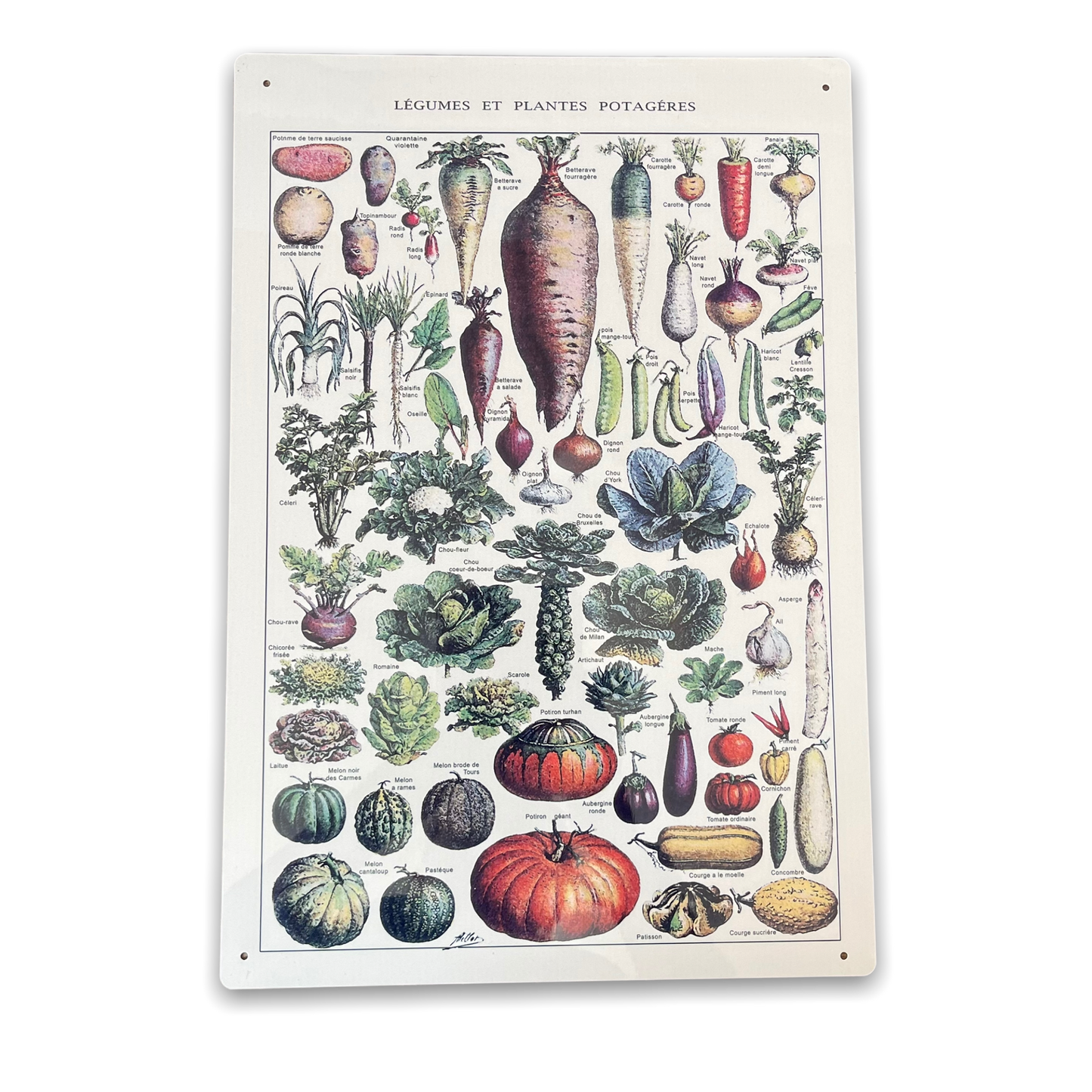 Vintage Metal Sign - Vintage Botanical Kitchen Vegetables Sign MS71