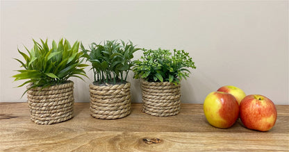 A Set Of Three Rope Effect Pots And Artificial Succulents S-FL1162