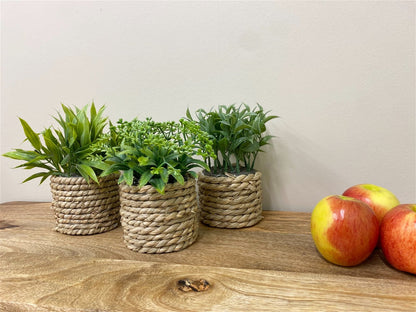 A Set Of Three Rope Effect Pots And Artificial Succulents S-FL1162