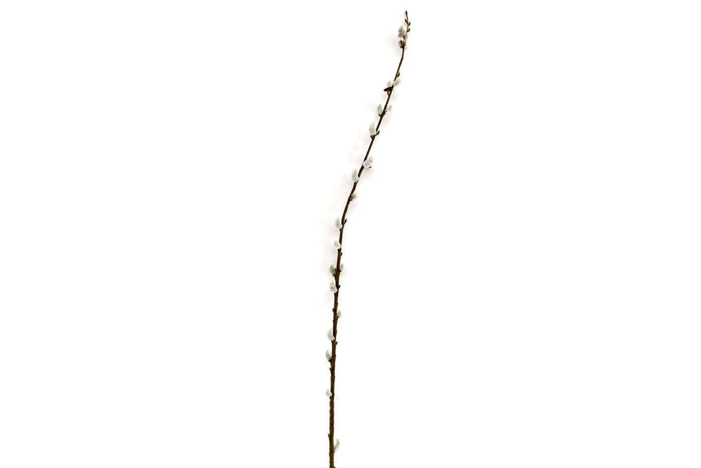 Pussy Willow Stem S-FL1237