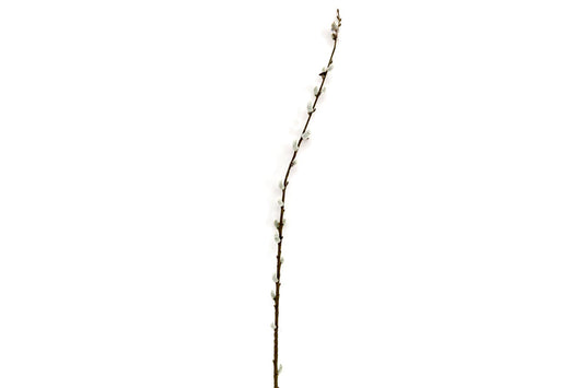 Pussy Willow Stem S-FL1237