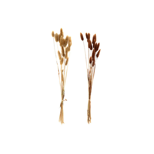 Set of Two Natural Dried Lagarus Bouquets in Cream & Brown S-NI1064