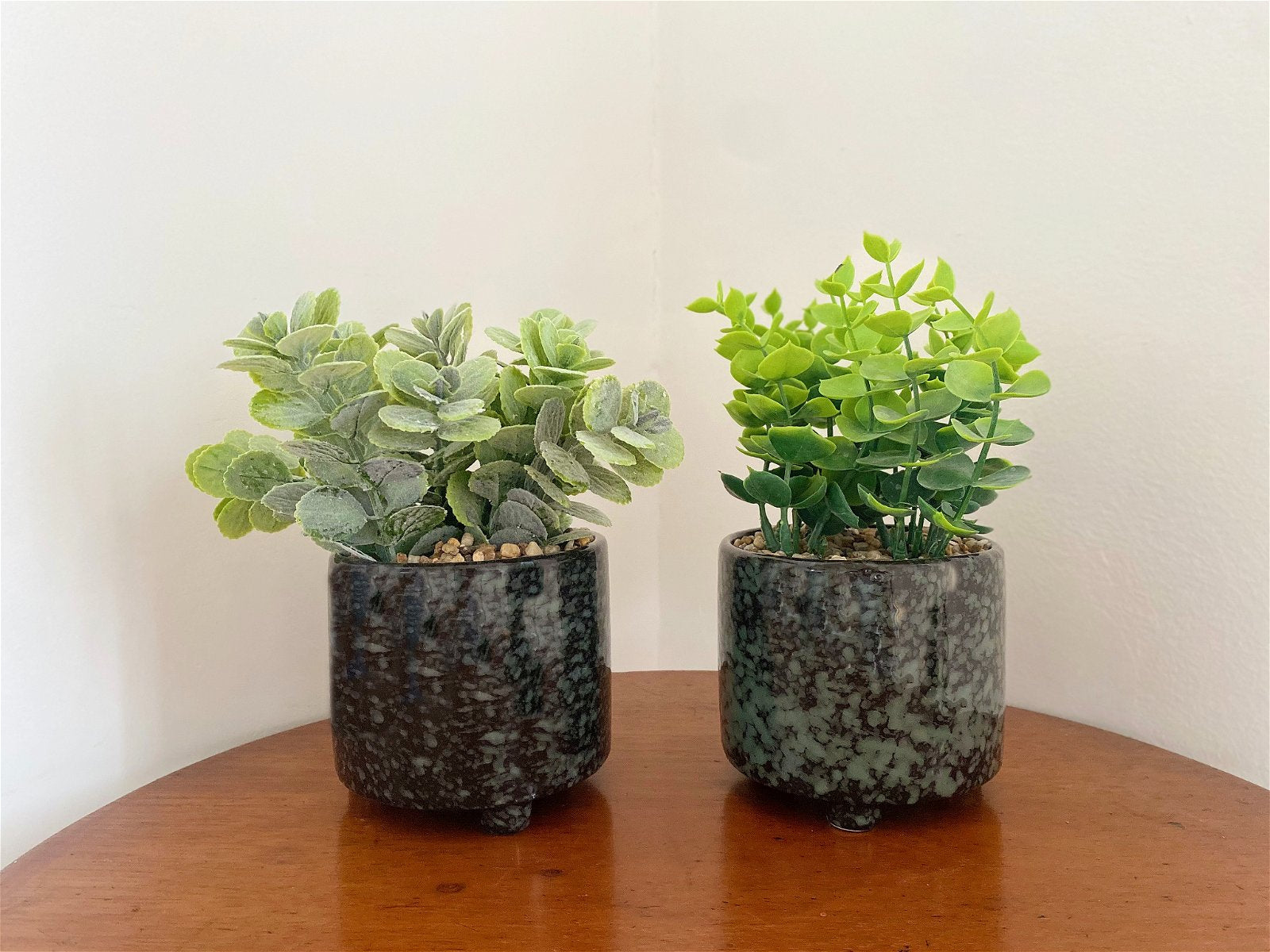 Set Of Two Succulent In Glazed Pots S-SR0033