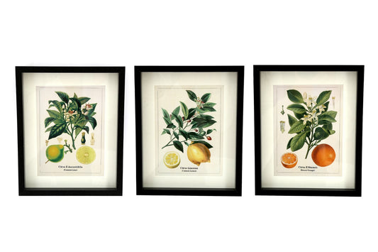 Set of Three Citrus Picture Frames S-TJBH77