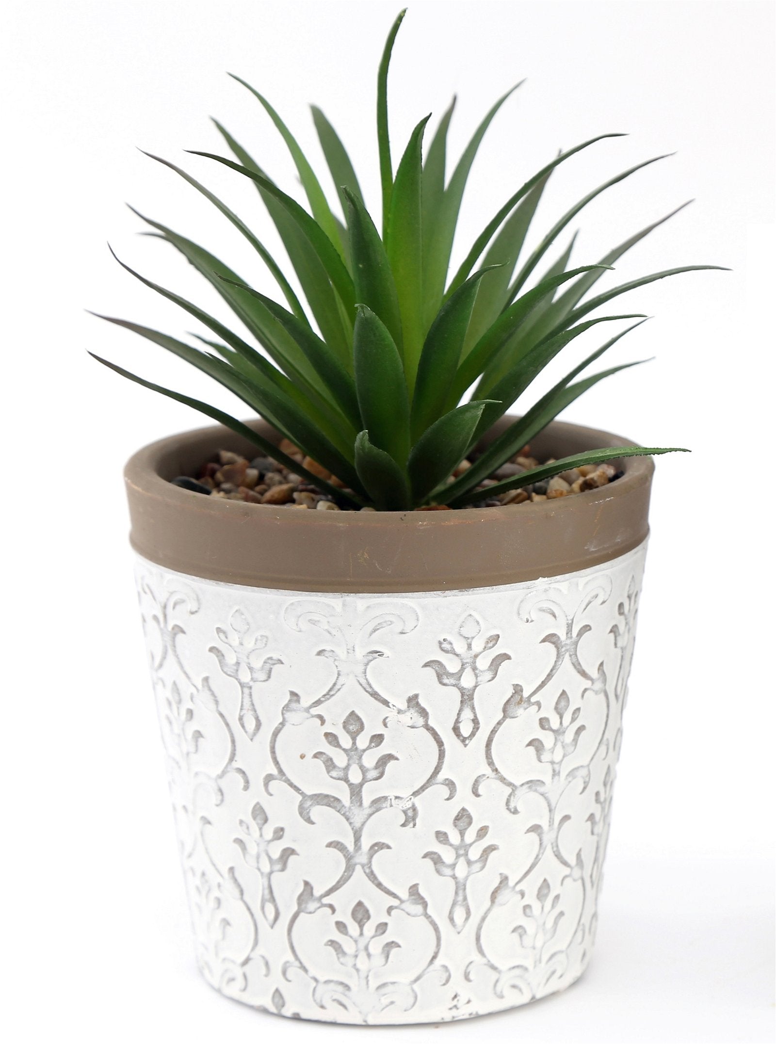 Green Succulent In White Terracotta Pot S-SR0081-A